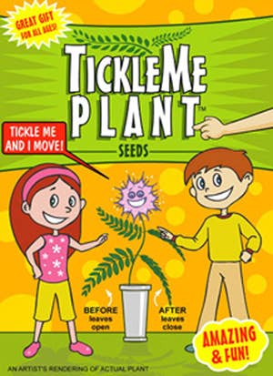 TickleMe Plant Company, Inc. - Wholesale Plant Seeds - TickleMe Plant Seed Packets (12)- Leaves close when Tickled!2
