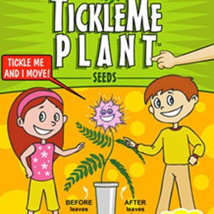 TickleMe Plant Company, Inc. - Wholesale Plant Seeds - TickleMe Plant Seed Packets (12)- Leaves close when Tickled!2