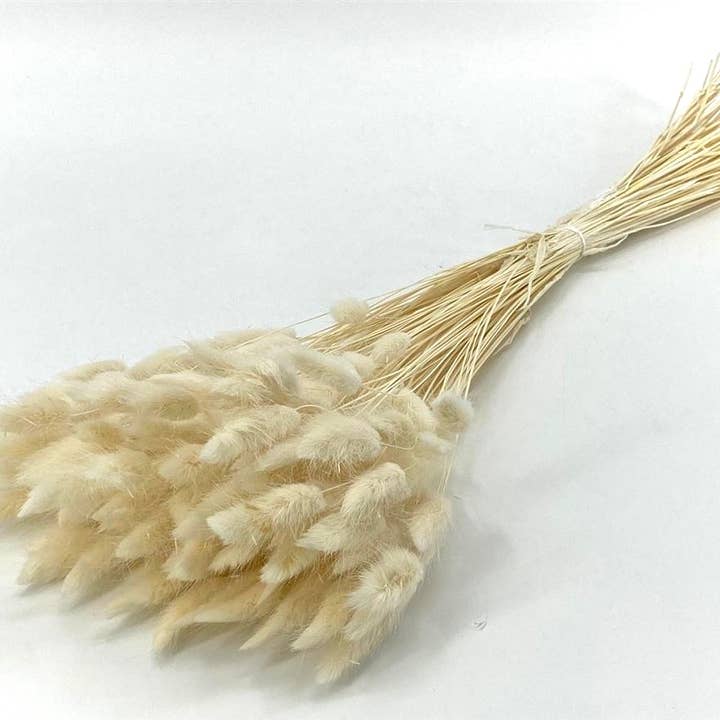 Dutch Flower Studio – wholesale Dried/pressed flowers – Dried flowers - Lagurus