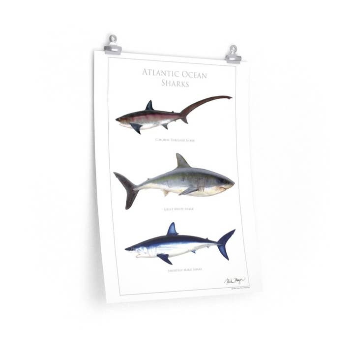Nick Mayer Art - Wholesale Poster - Atlantic Ocean Sharks Poster