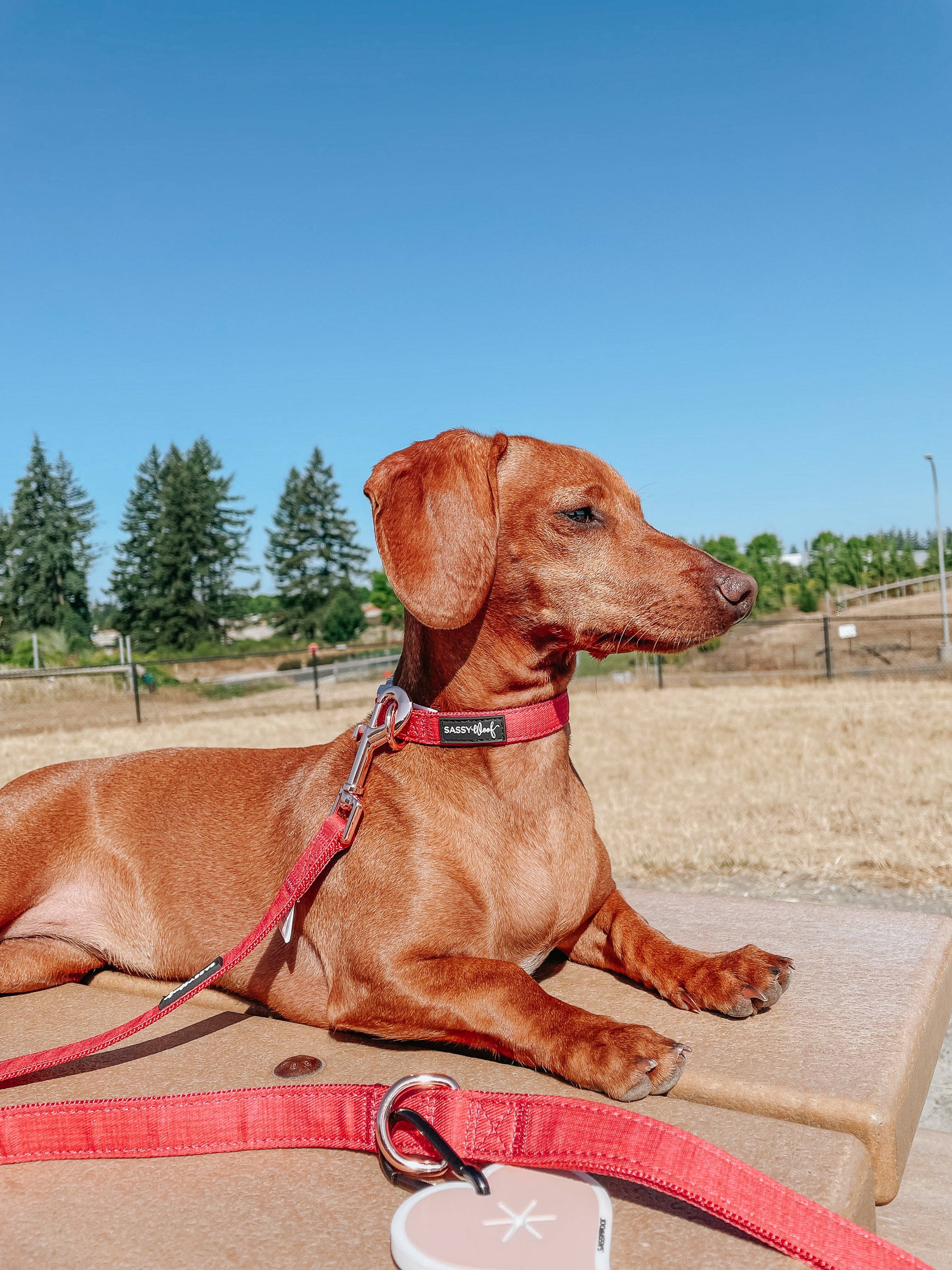 SASSY WOOF - Wholesale Pet Collar - Dog - Dog Collar - Merlot10