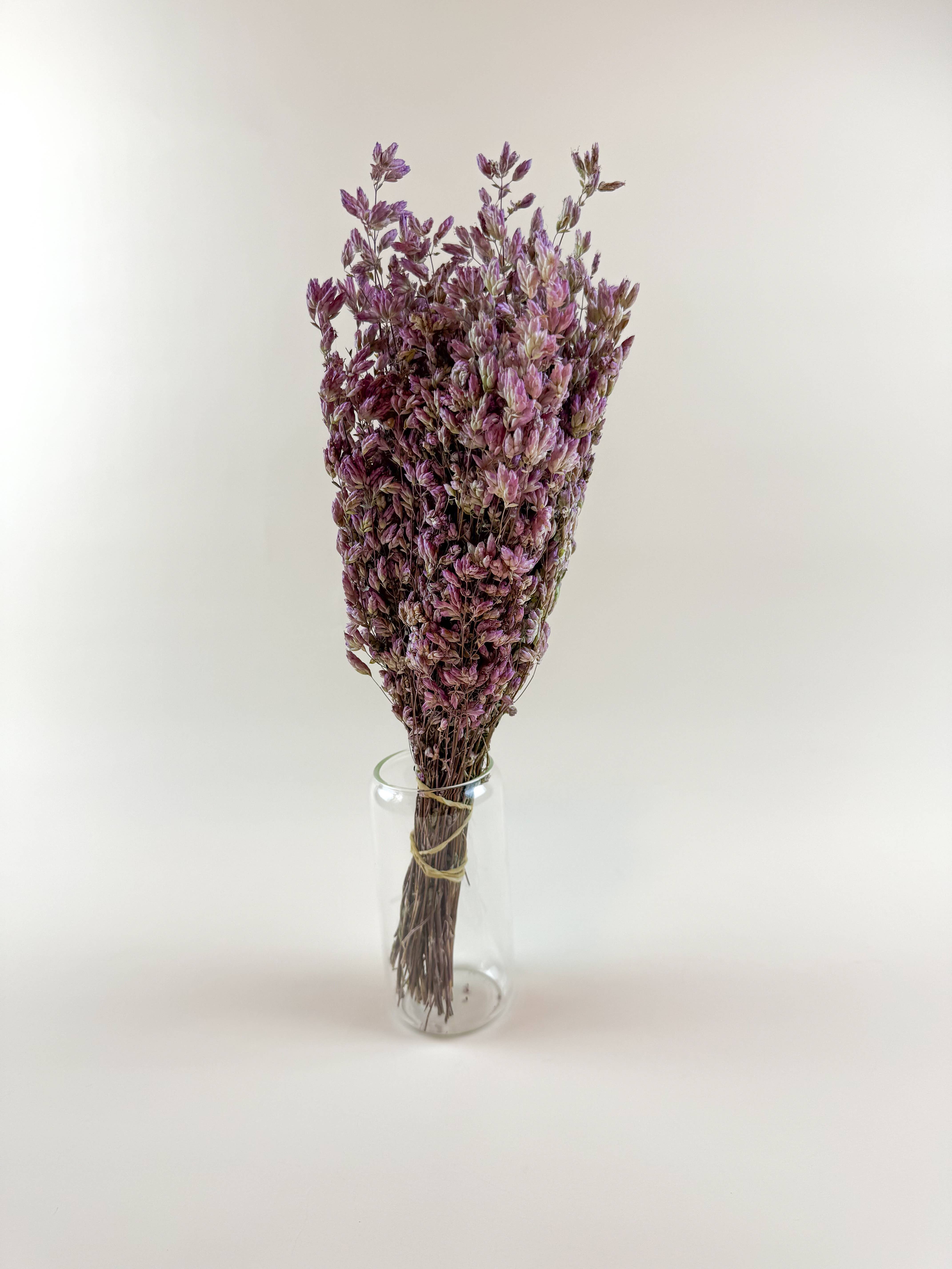 Lovejoy Farms Premium Dried Flowers - Vente Fleur séchée/pressée - Origan Santa Cruz – Herbe décorative naturellement séchée à l'air3