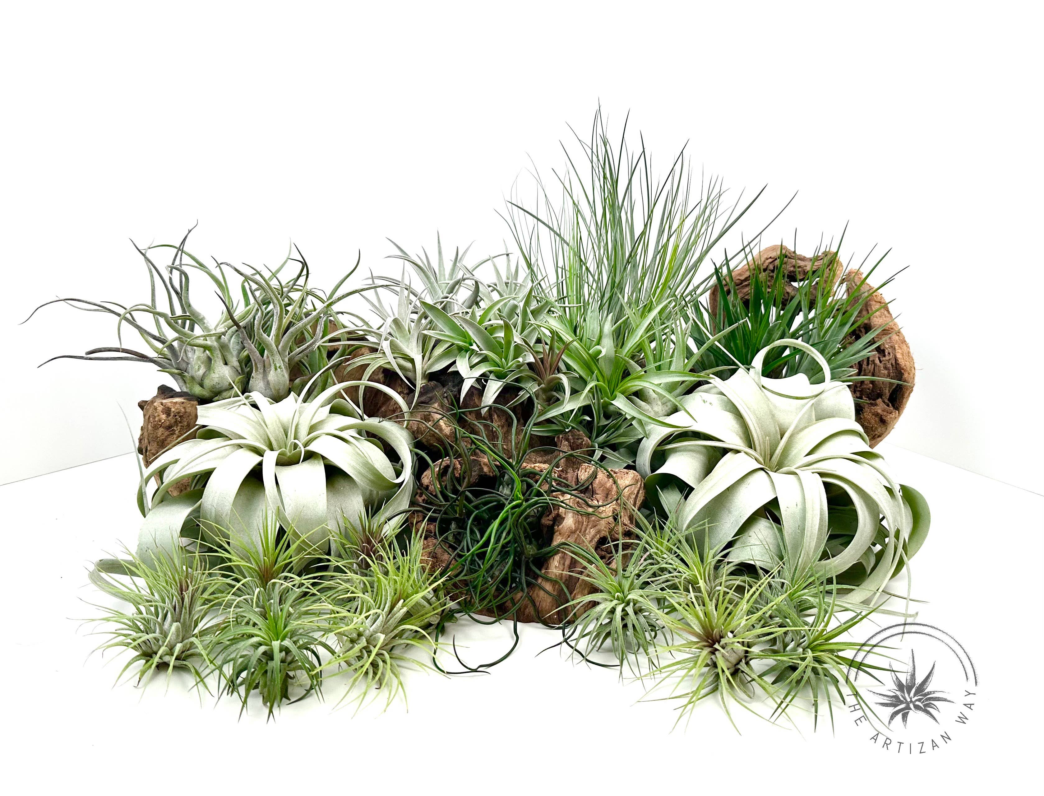 The Artizan Way - Vente Plante - The Essentials Plus - Ensemble de plantes aériennes (50 plantes)2