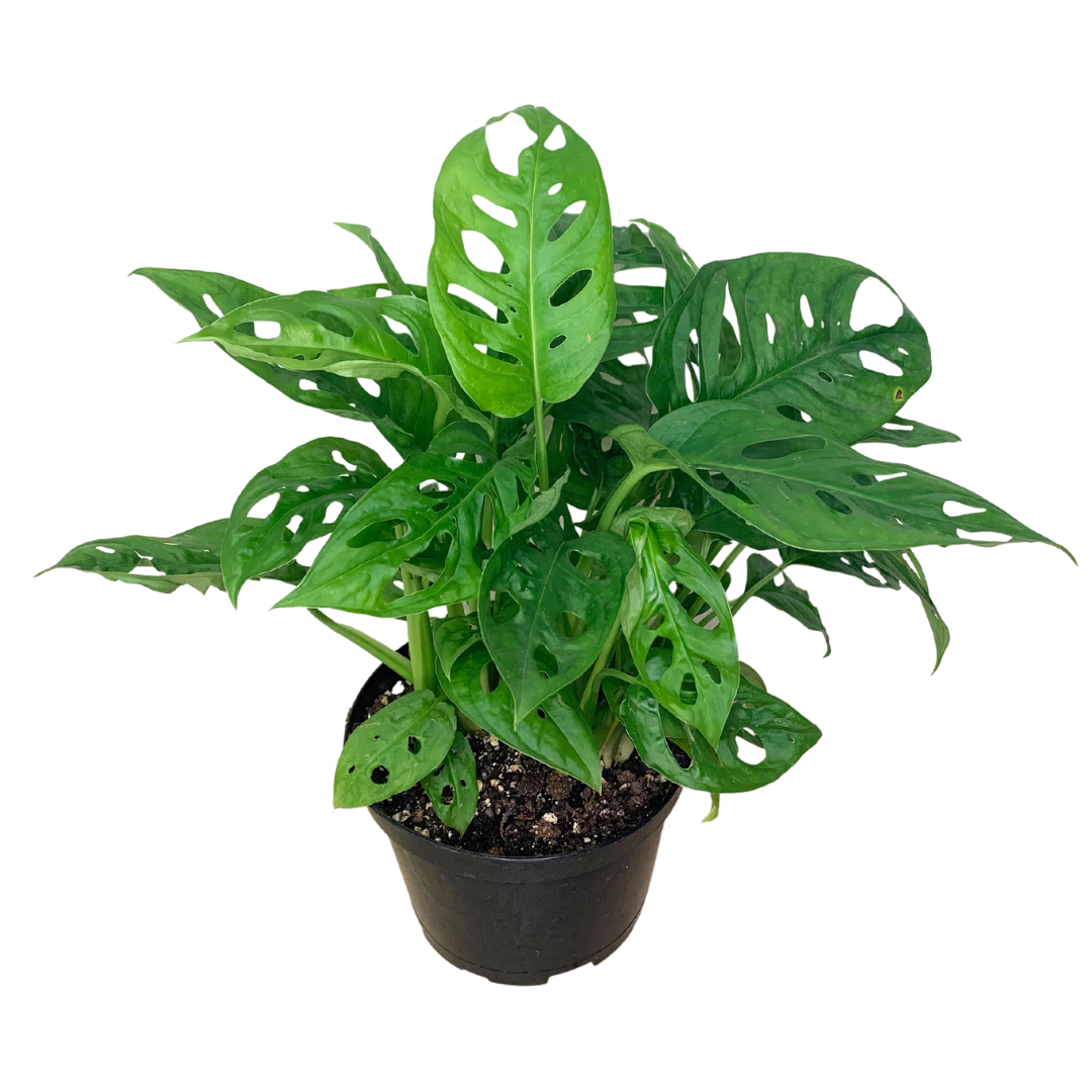 Flow State - Vente Plante - Plante à fromage suisse de 4" (Monstera adansonii) – Plante d'intérieur vivante4