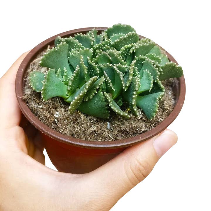 Best Plant Friend - Wholesale Succulent - Giant Jewel Plant Aloinopsis malherbei 4in Pot1