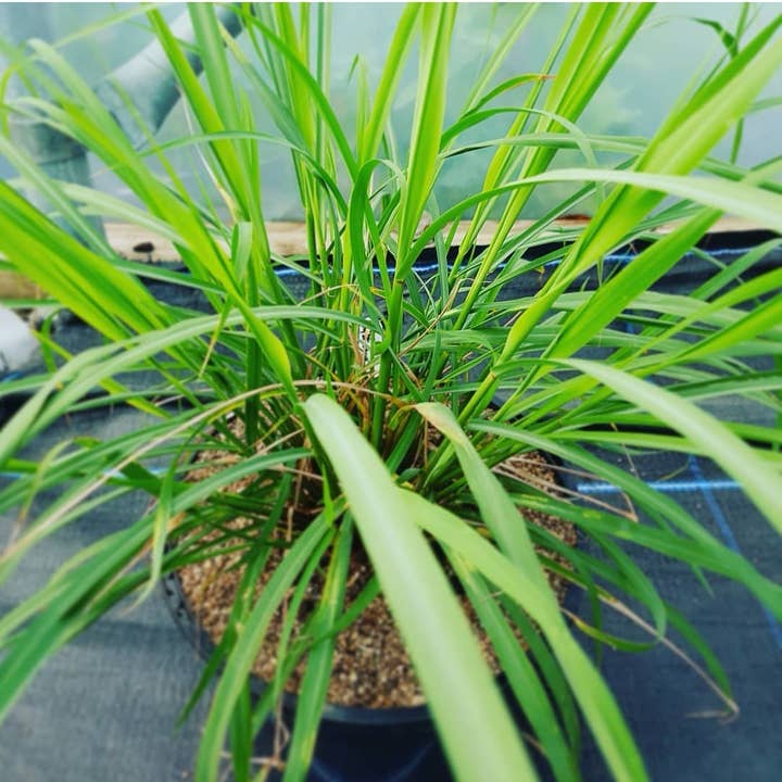 New Leaf Nurseries – wholesale Plant seeds – Lemongrass Seeds