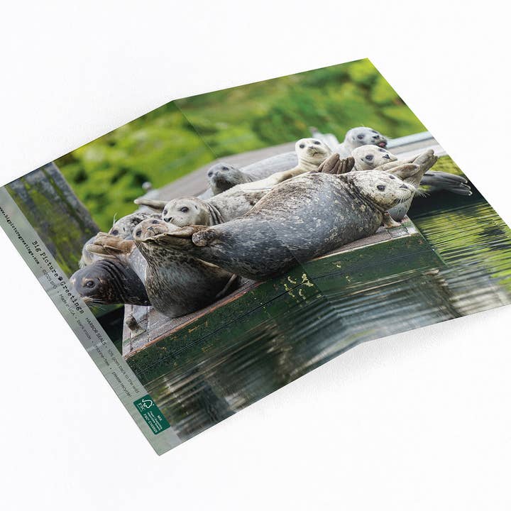 Blank everyday note card coastal them withHarbor Seals for wholesale by Elster Photography/Big Picture Greetings
