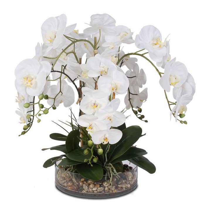 Buisson d'orchidée Phalaenopsis blanche et de vanille dans un bol en verre pour la vente par JENNY SILKS