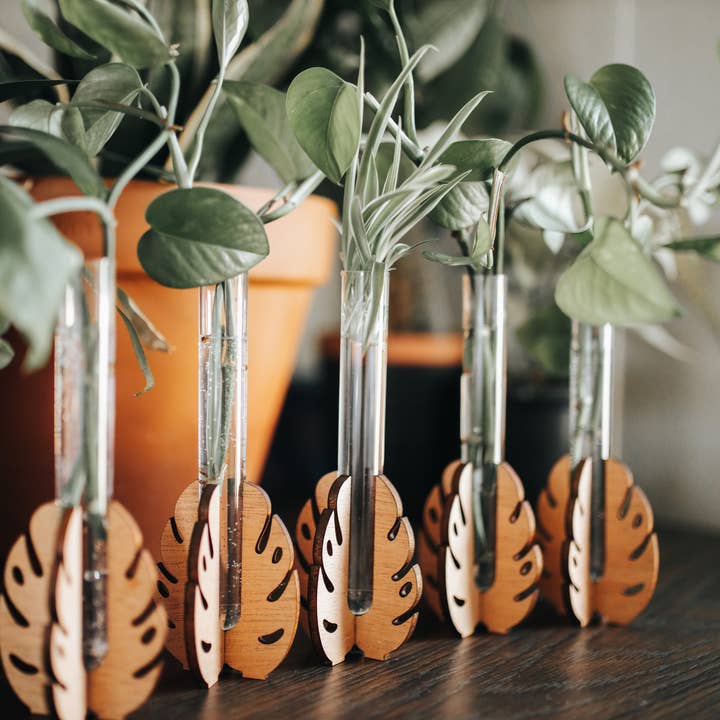 PlantsNsht - Wholesale Plant Pot - Monstera Tabletop Propagation Station