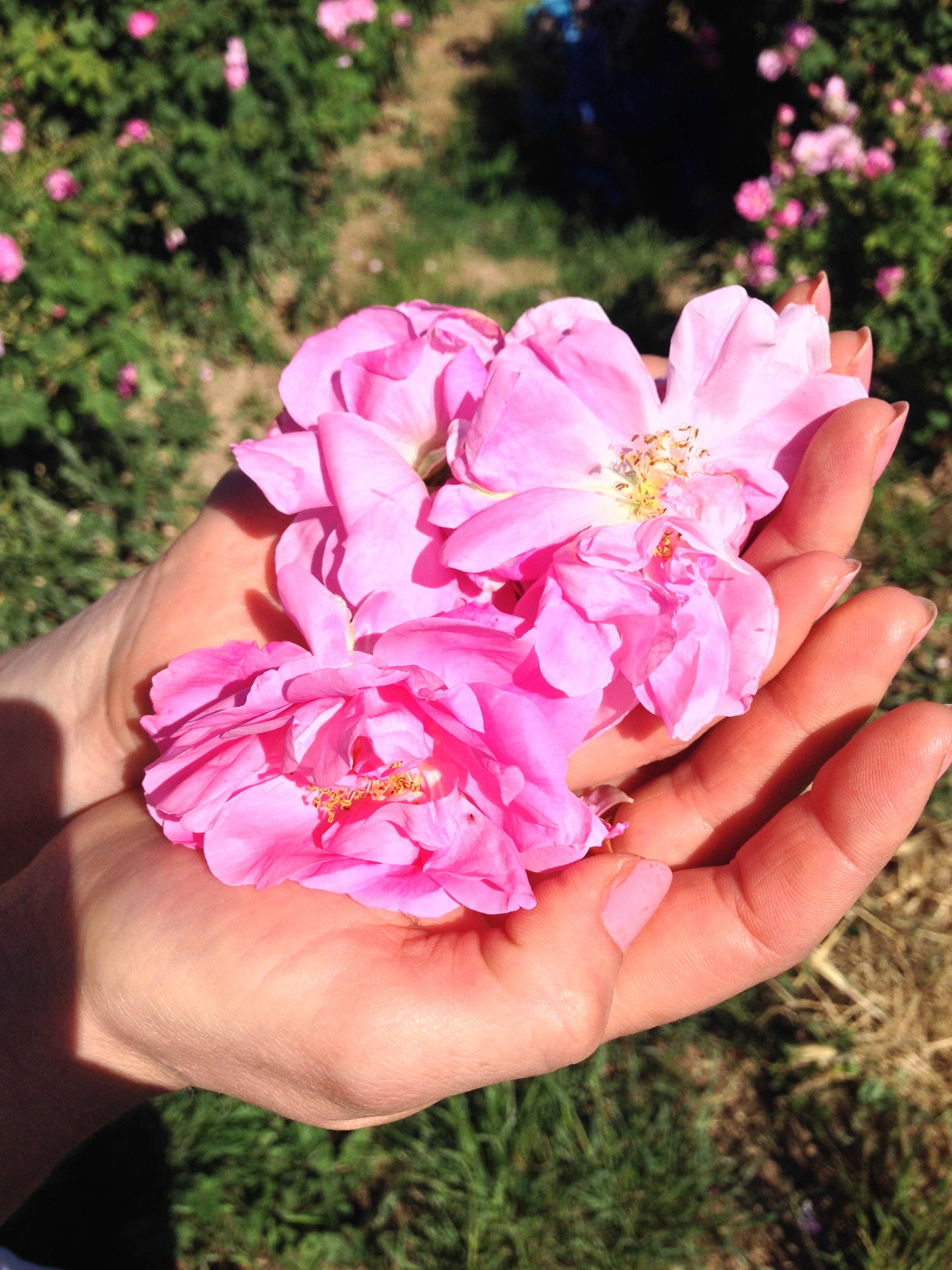 Naturales - Wholesale Essential Oil - Rose / Rose Absolute / Rosa Damascena 2,5 Ml1