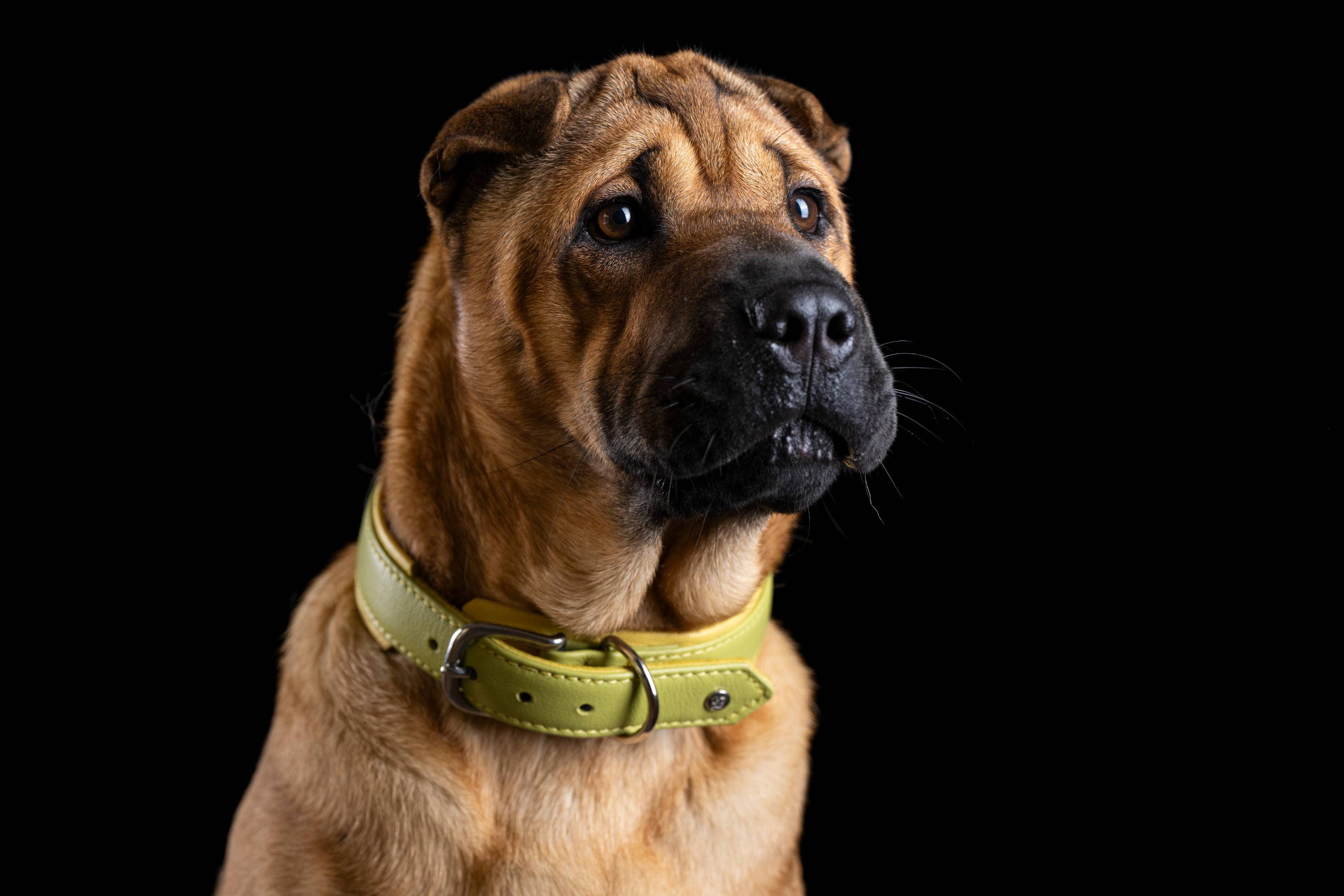 LABONI - Volentis GmbH - Wholesale Pet Collar - Dog - AMICI dog collar13