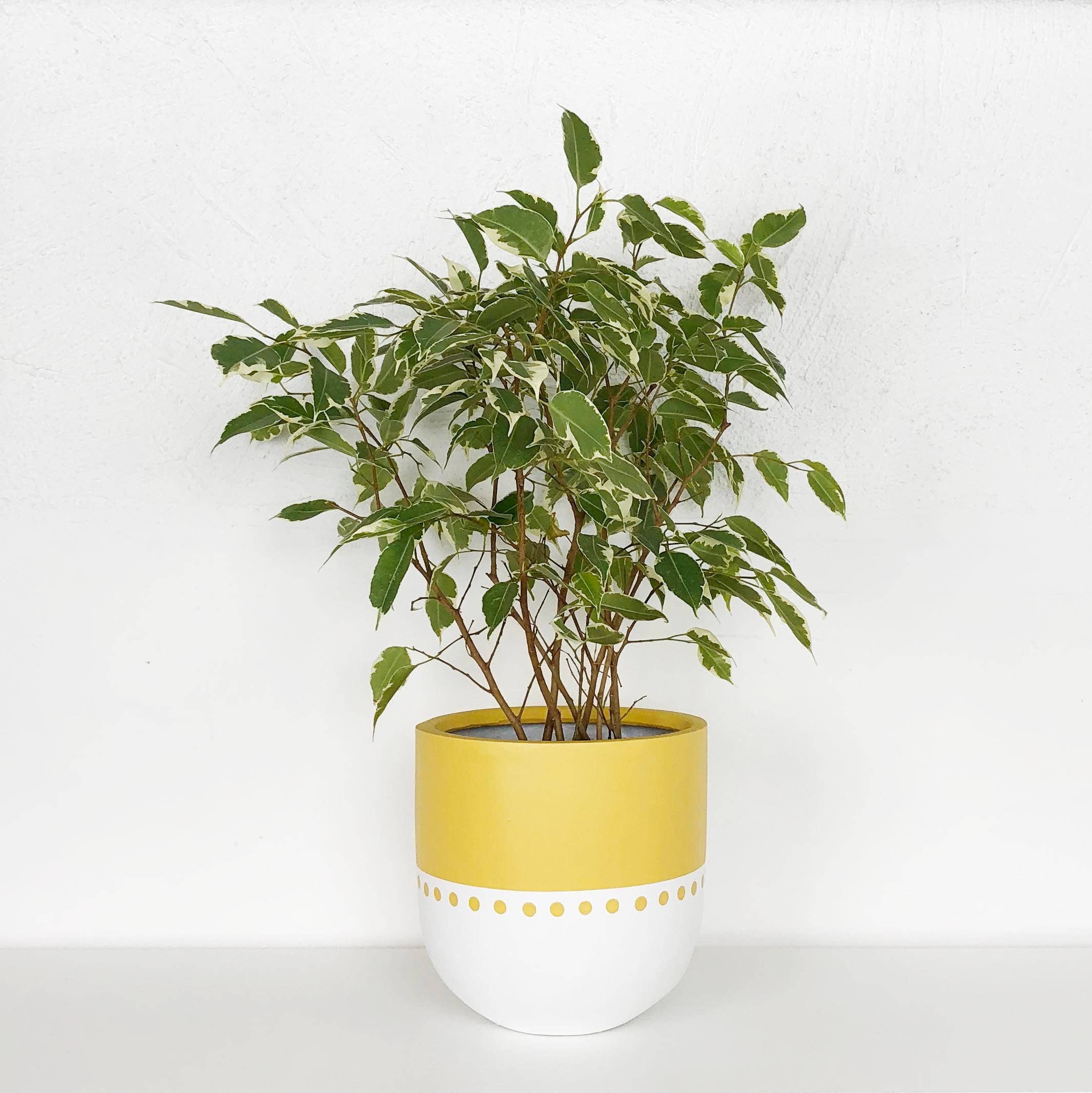 Common House Studio - Vente Pot - POT BOHO | JARDINIÈRE13