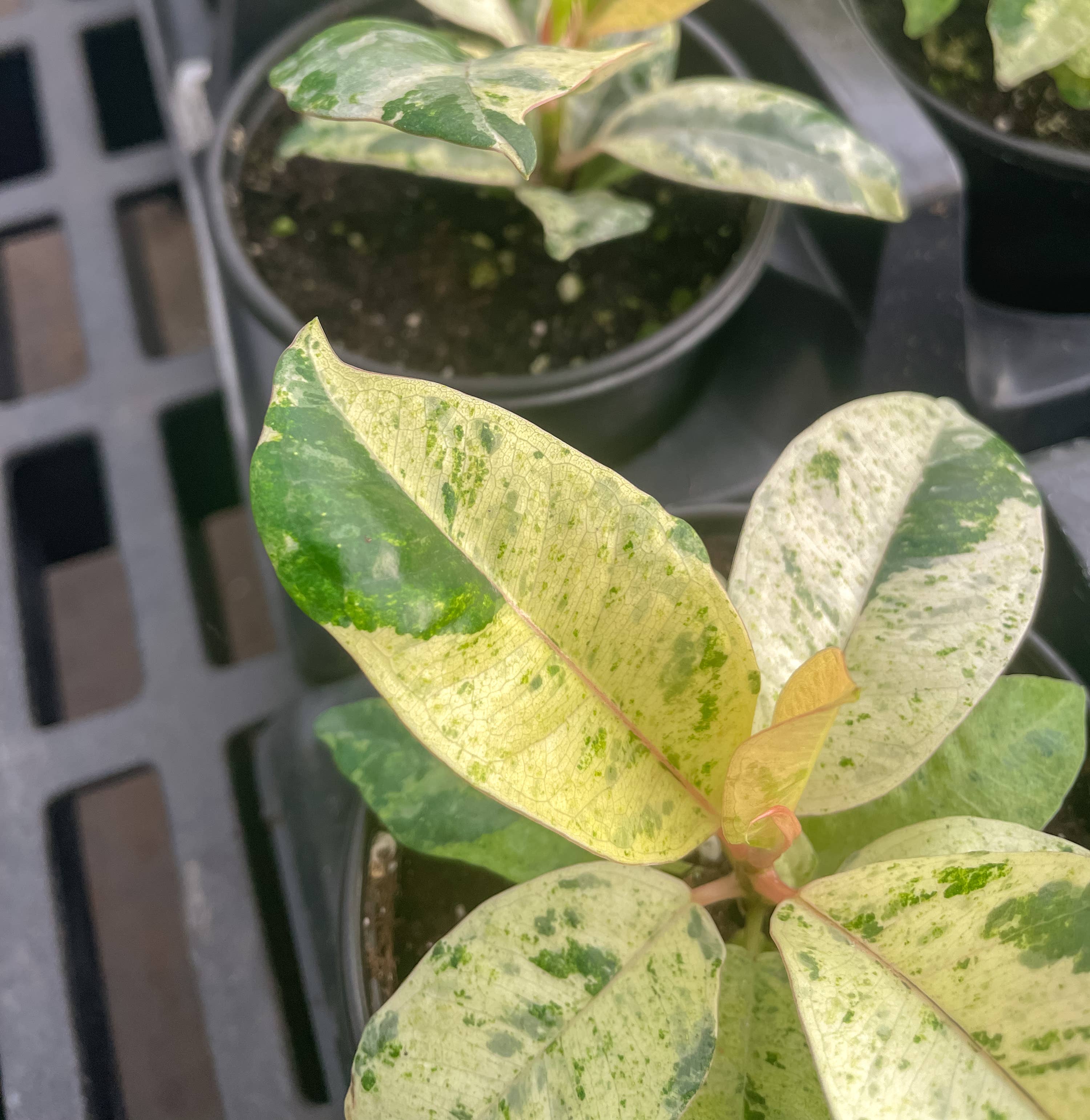 Thorsen's Greenhouse - Wholesale Live Plant - Ficus Shivereana Moonshine Variegated - 4" Live Plant - Rare8