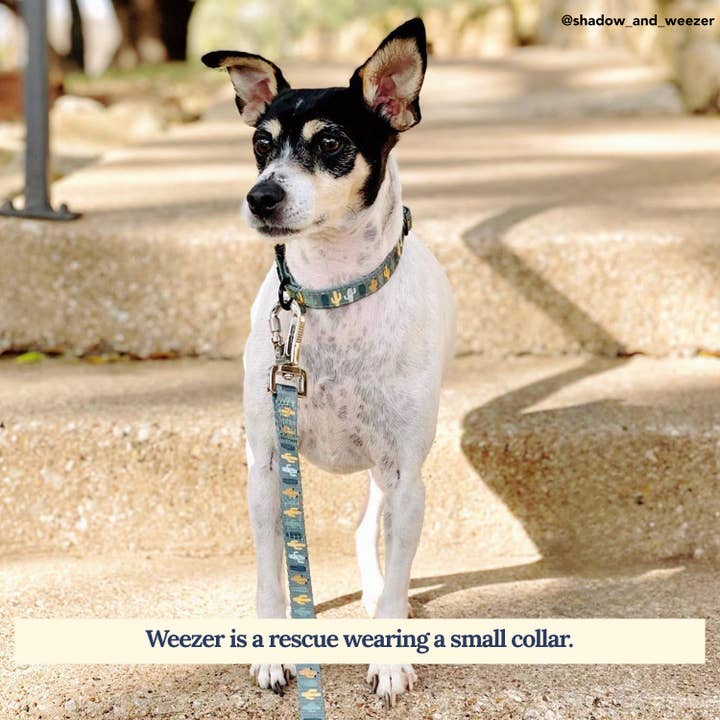 Lucy & Co. - Vente Collier – chien - Collier « Looking Sharp1