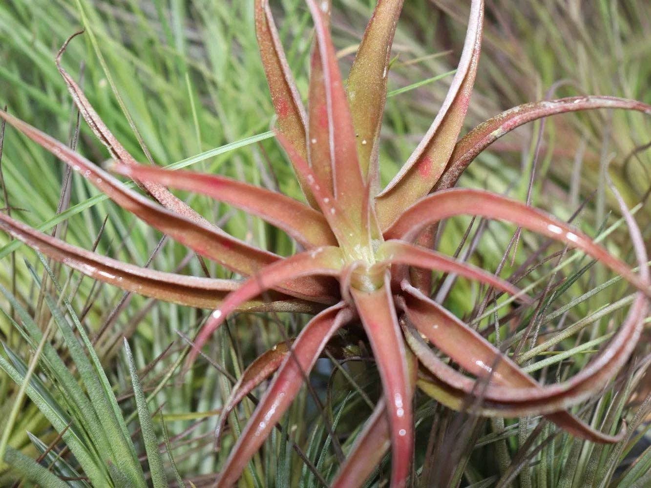 Airplant Direct - Wholesale Live Plant - Tillandsia Capitata Peach1