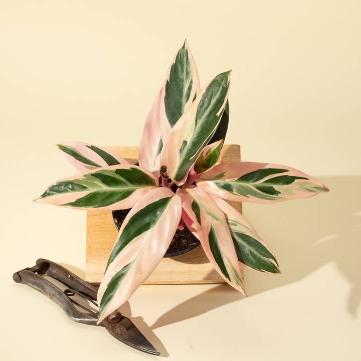 BWH Plant Co - Wholesale Live Plant - 4" Stromanthe 'Trio Star'0