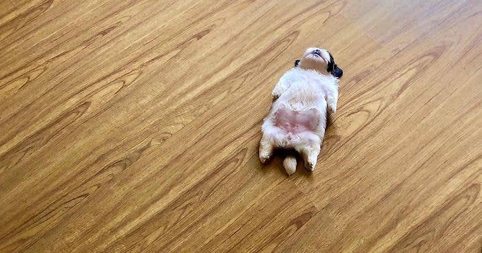 Chonk Studio NYC - Wholesale Sticker - So Eepy Dog Meme Mini Sticker2