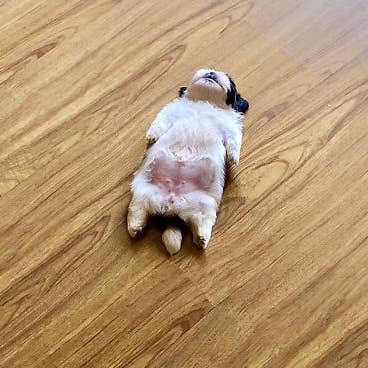 Chonk Studio NYC – Engroshandel Klistermærke – Så Eepy Hundememe Mini Klistermærke2