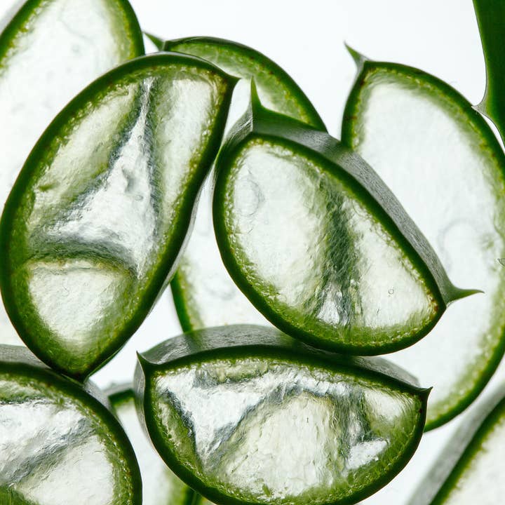 Serge D'Estel - Wholesale Hair Styling Gel/Mousse - Styling Gel for Curly Hair 250ml 100% Vegan1