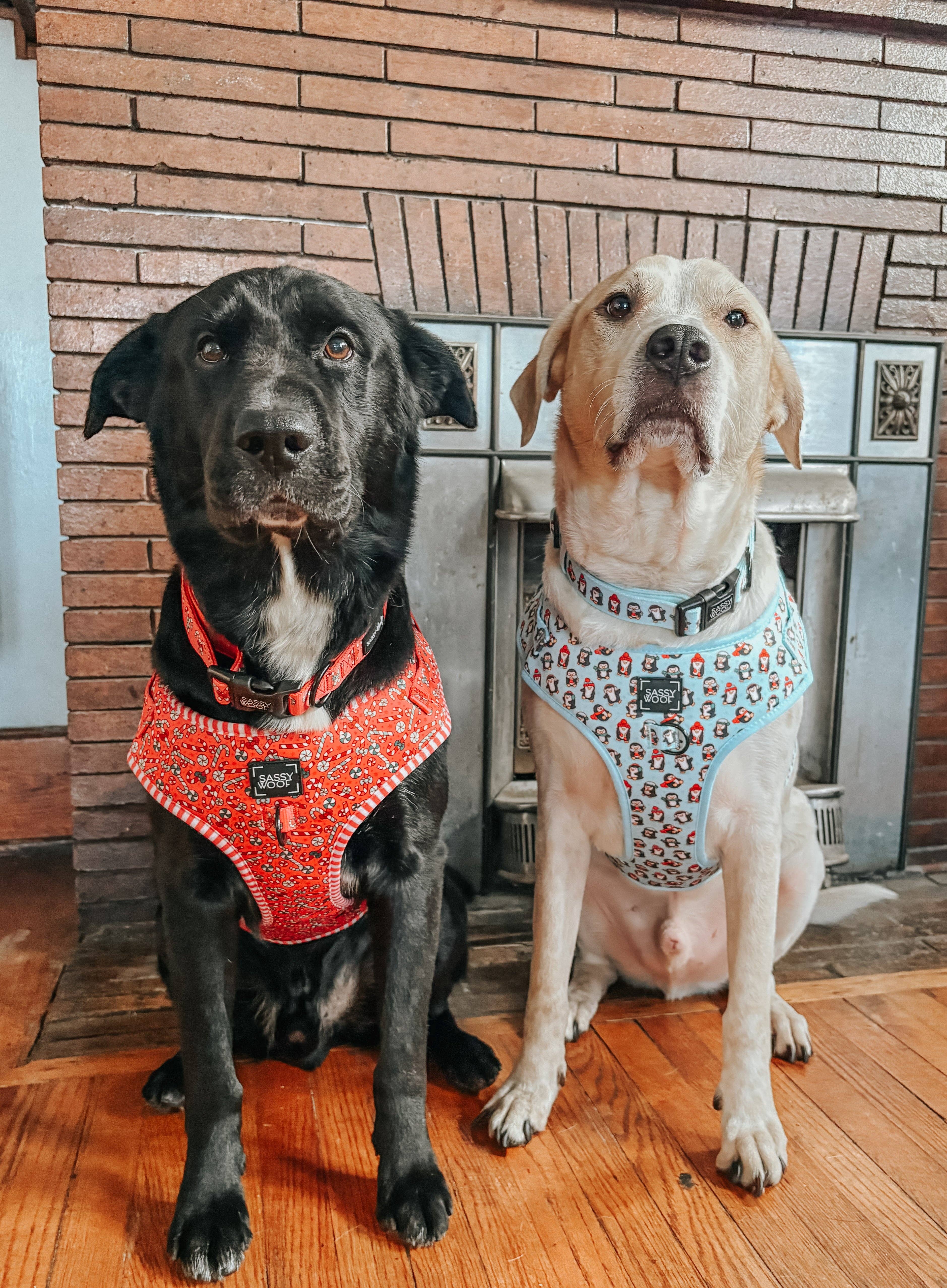 SASSY WOOF - Wholesale Pet Harness - Dog - Dog Adjustable Harness - Puppermint Twist8