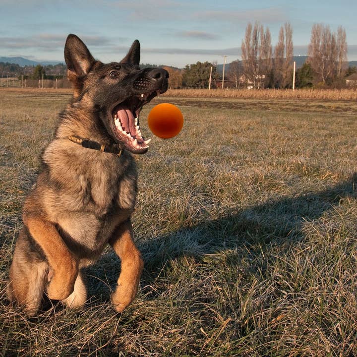 WILDFANG – Großhandel Apportierball – Hund – Kauspielzeug Flummiball "Fabius" - 100% Naturkautschuk