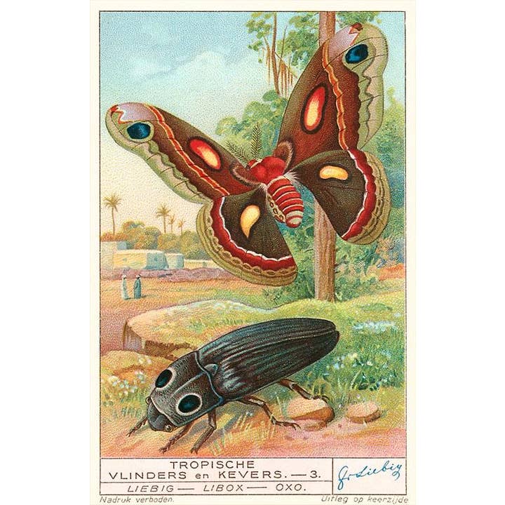 Magnet IS-64 Tropical Insects for wholesale by Found Image Press