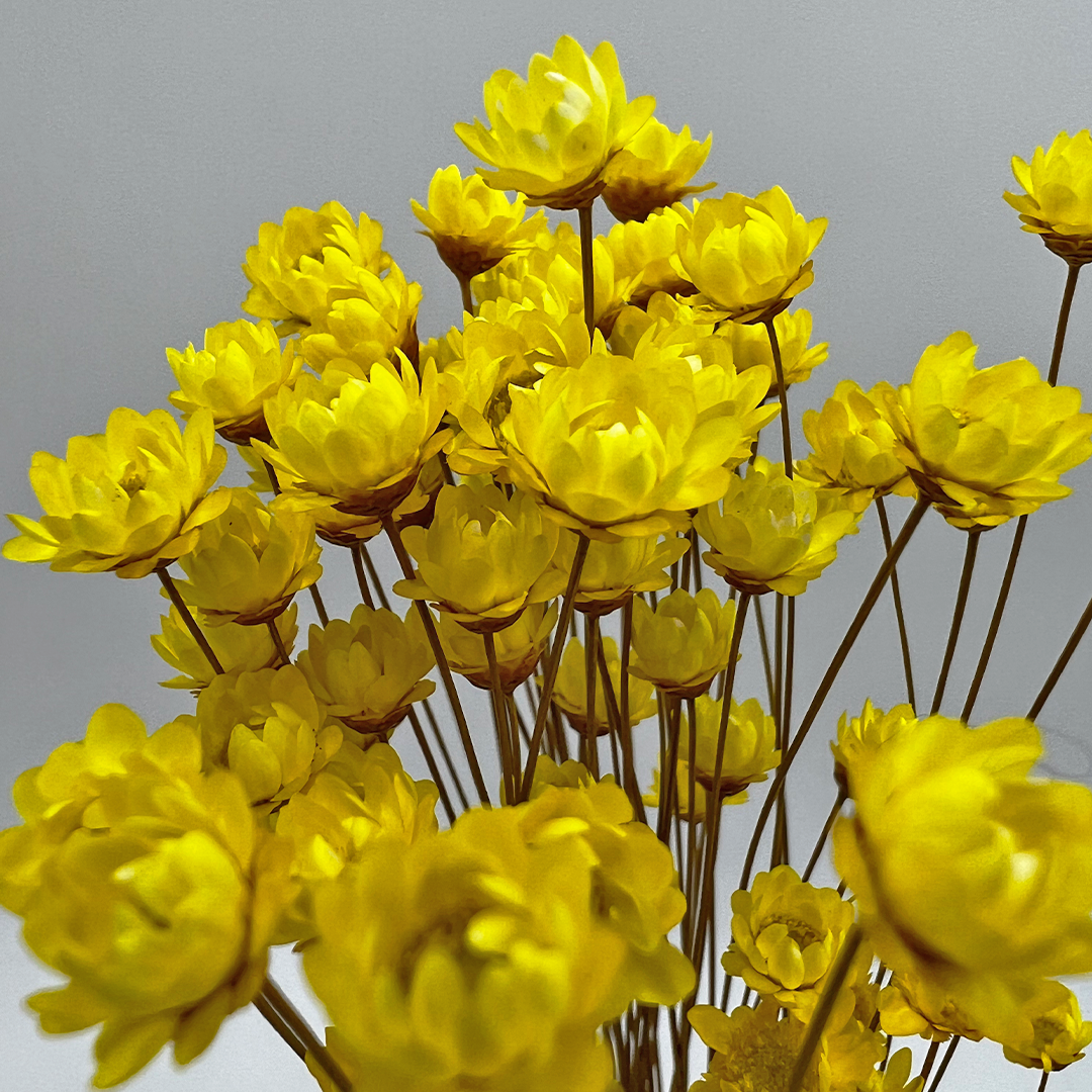 2626 Designs - Vendita all'ingrosso Fiori finti - Fiore Piccola Stella Preservato, 40-50 cm di lunghezza27