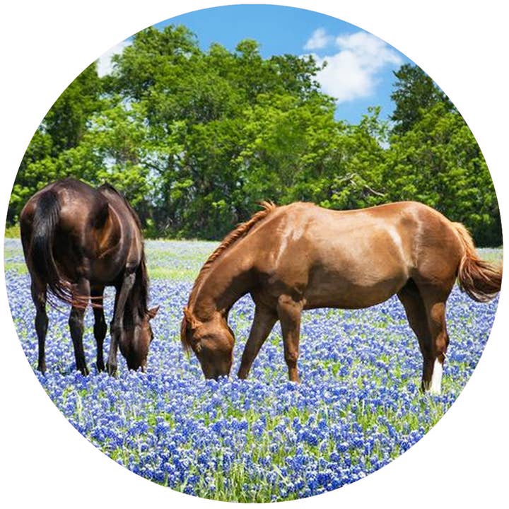 Horses Bluebonnets for wholesale by Andreas
