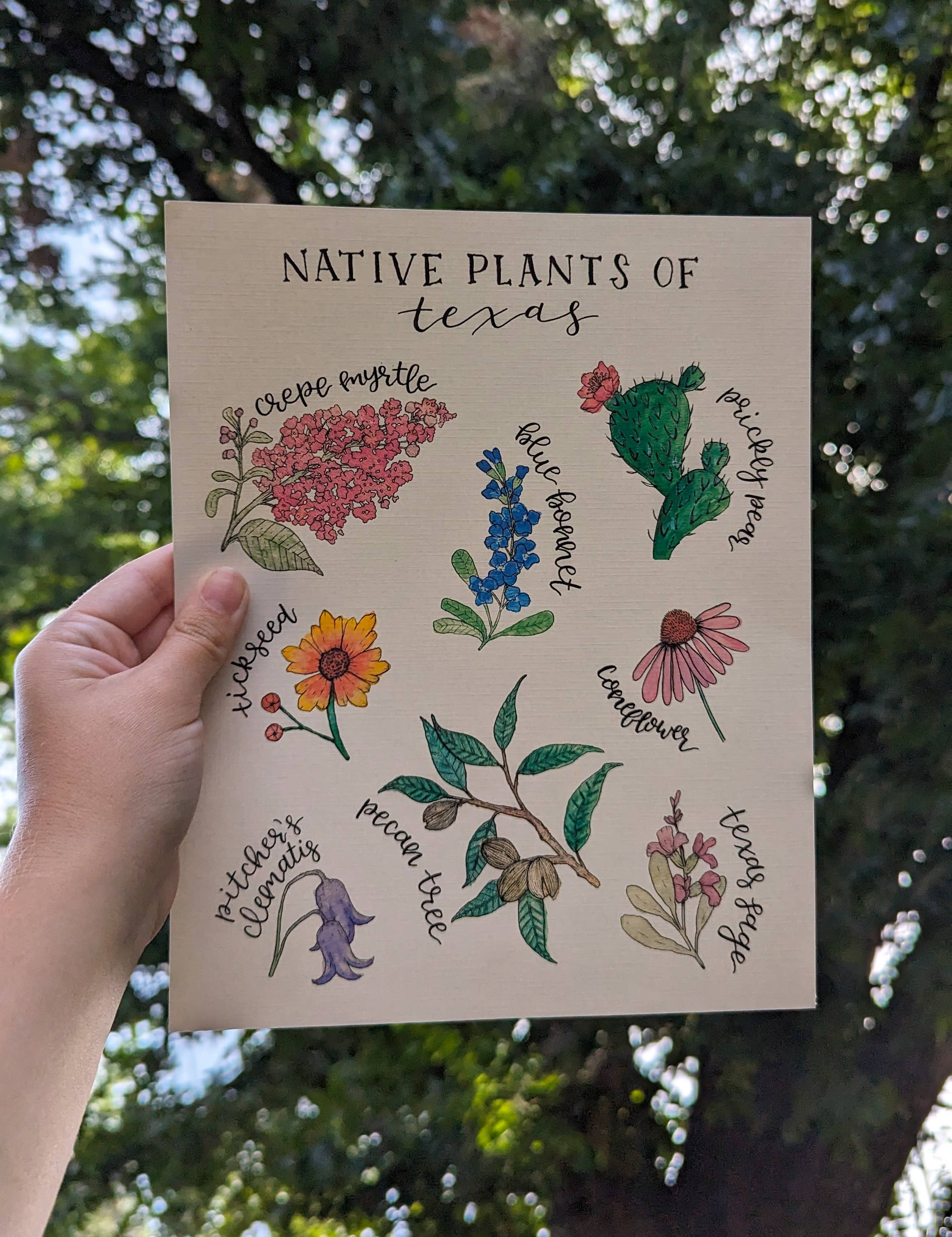 Kallos Ink - Wholesale Art Print - Native Plants of Texas 8x10 Print6