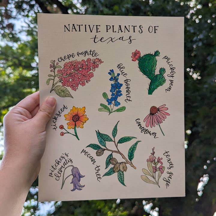 Kallos Ink - Wholesale Art Print - Native Plants of Texas 8x10 Print6