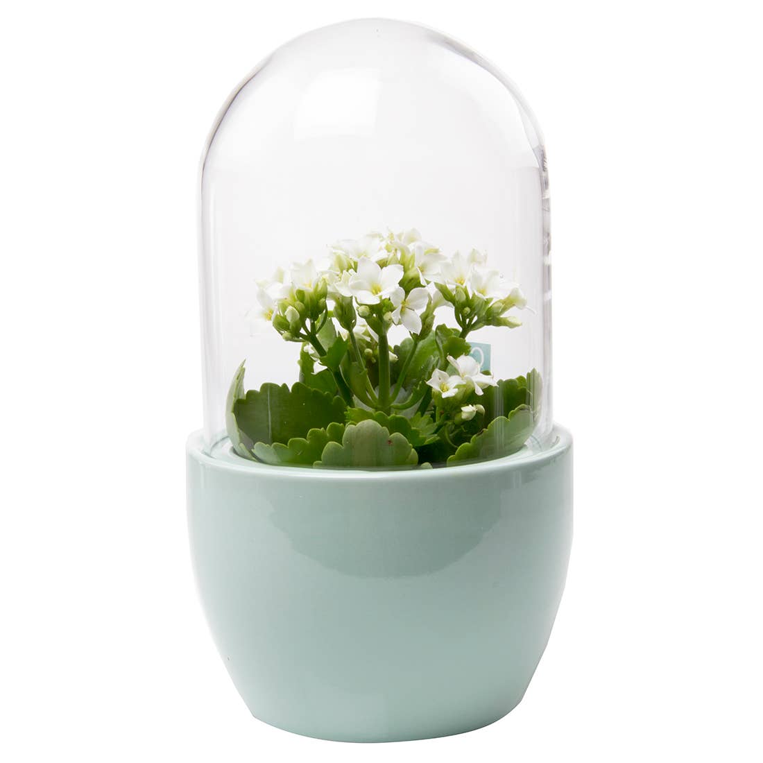 Chive - Wholesale Terrarium - Mini Pill Clear  Glass Terrarium Unique Plant Accessories1