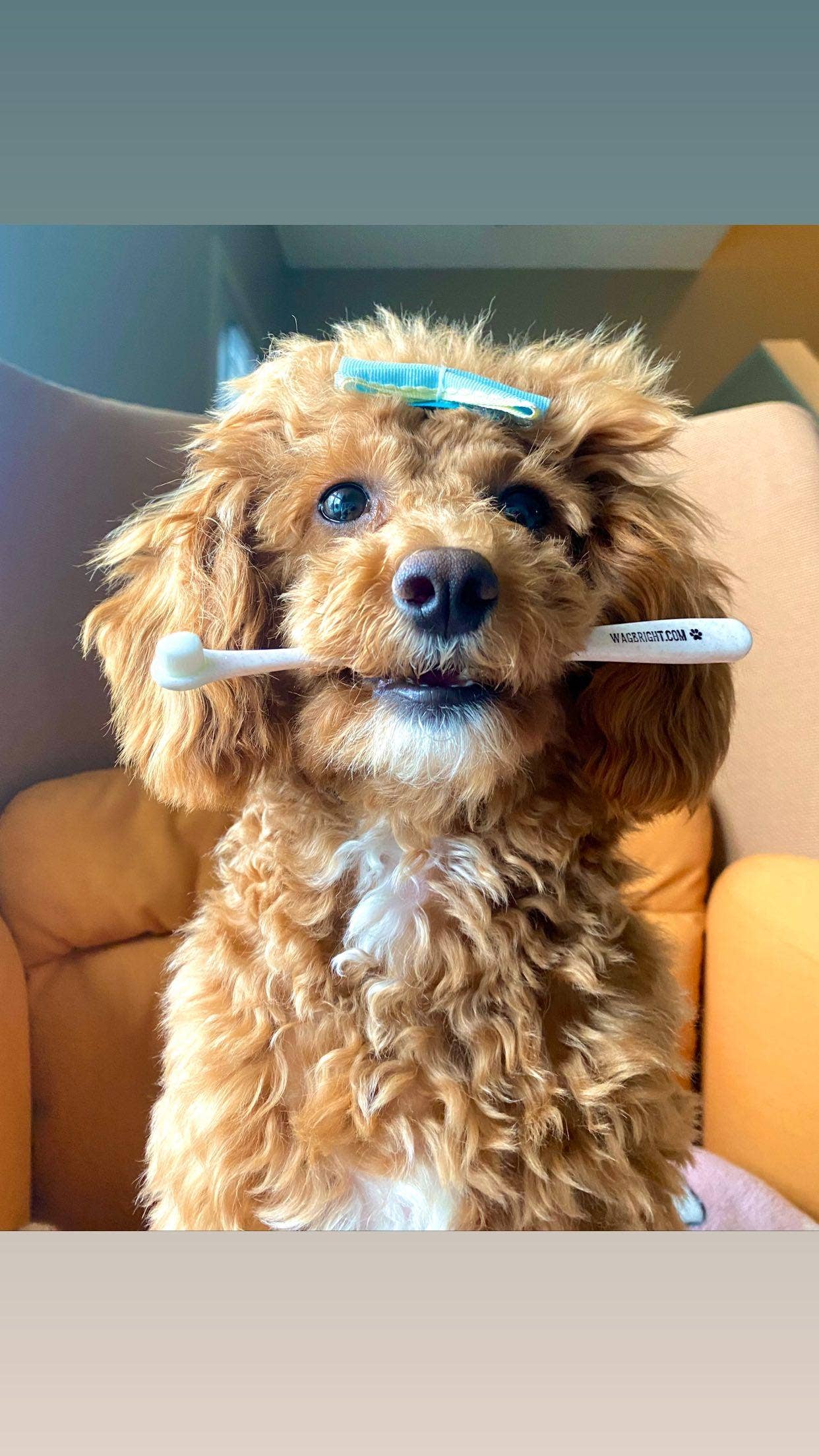 Wag & Bright Supply Co. – wholesale Pet grooming aid – Dog – Puppy Polisher Pearl Eco Toothbrush - (Extra Small)14