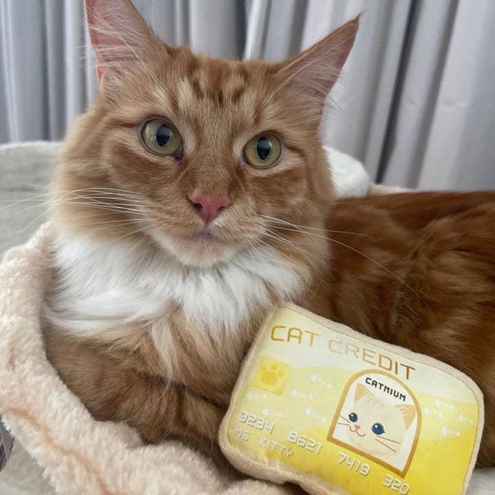 PetLondon – wholesale Pet toy – Cat – Cat Credit Card Catnip Toy10