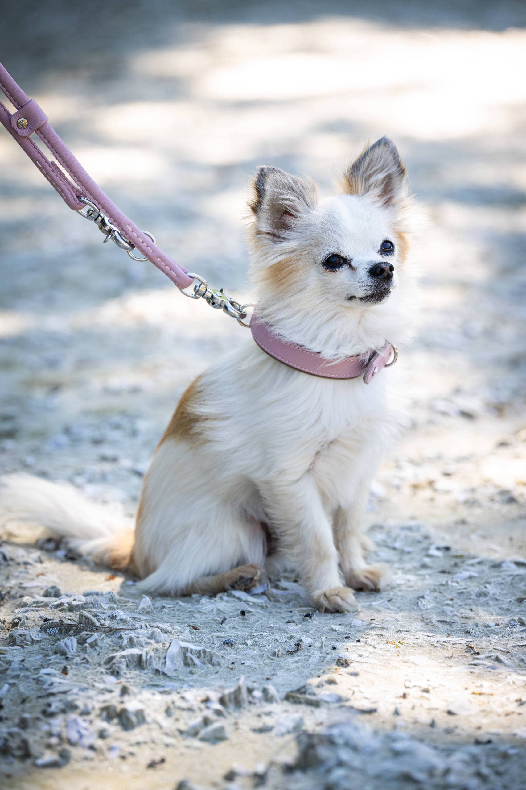 LABONI - Volentis GmbH - Wholesale Pet Collar - Dog - AMICI dog collar47