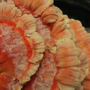 Vloeibare cultuurspuit van Chicken of the Woods (10cc) voor wholesale door Midwest Grow Kits