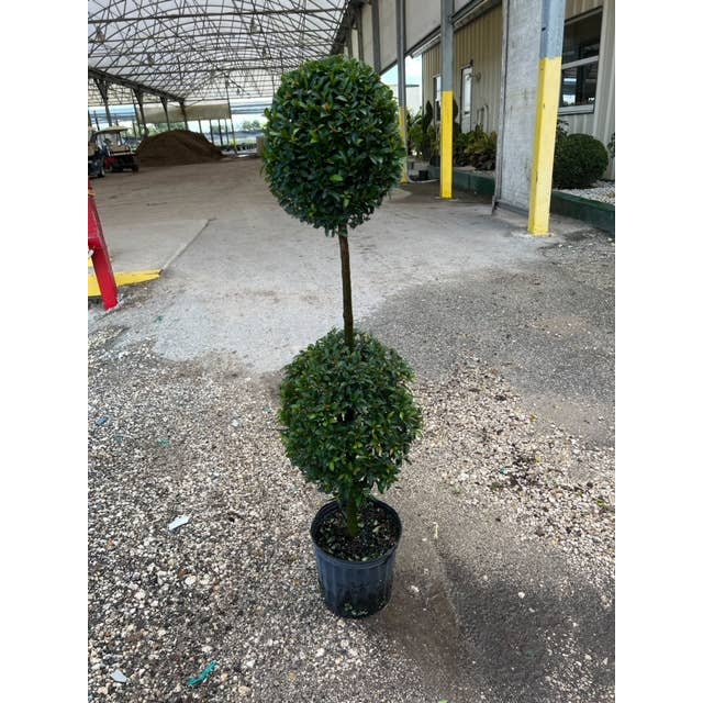 10" Eugenia Globulus Topiary 2 Ball for wholesale by Triad Plants