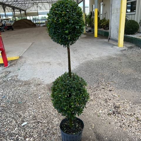 Balle topiaire Eugenia Globulus 2 de 10 pouces pour la vente par Triad Plants