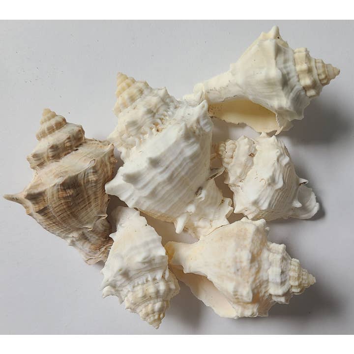 GOLD KING CROWN for wholesale by Darlene's Shells