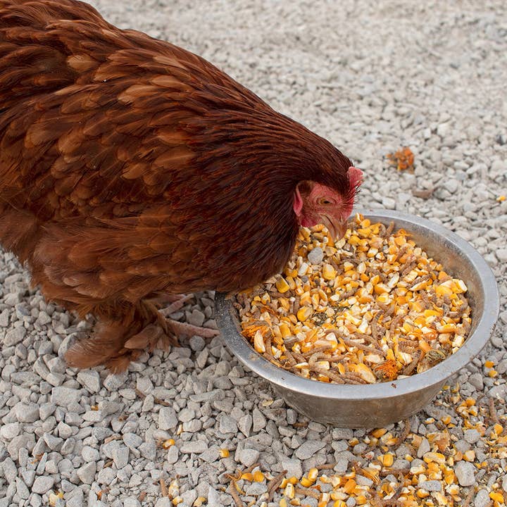 Mile Four - Wholesale Pet Food - Not Cat/Dog - Poultry Queen Mealworm, Non-GMO Corn, Non-GMO Flax, & Herb Treat For Pet Chickens1