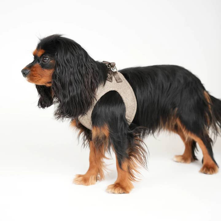 Staey - Wholesale Pet harness – Dog - Saga Step-In Dog Harness | Mocca1