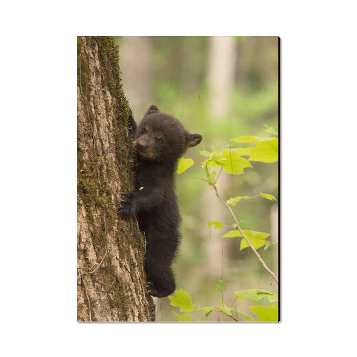 Cartes postales ourson pour la vente par DaydreamHQ