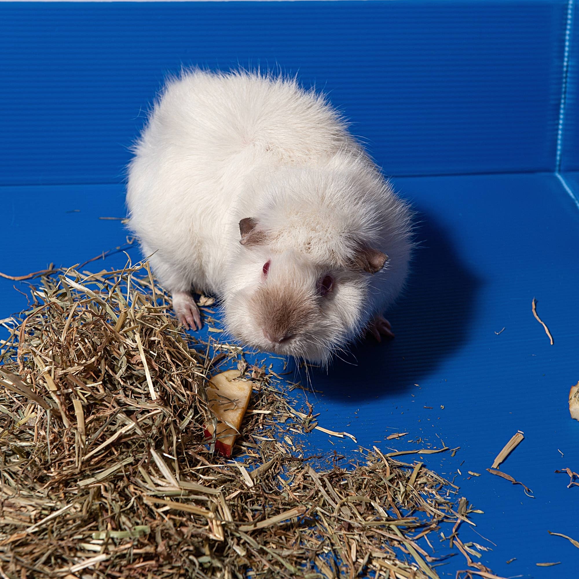 Midlee Designs - Wholesale Pet Cleaning Supplies - Midlee Corrugated Plastic Guinea Pig Cage Liner1