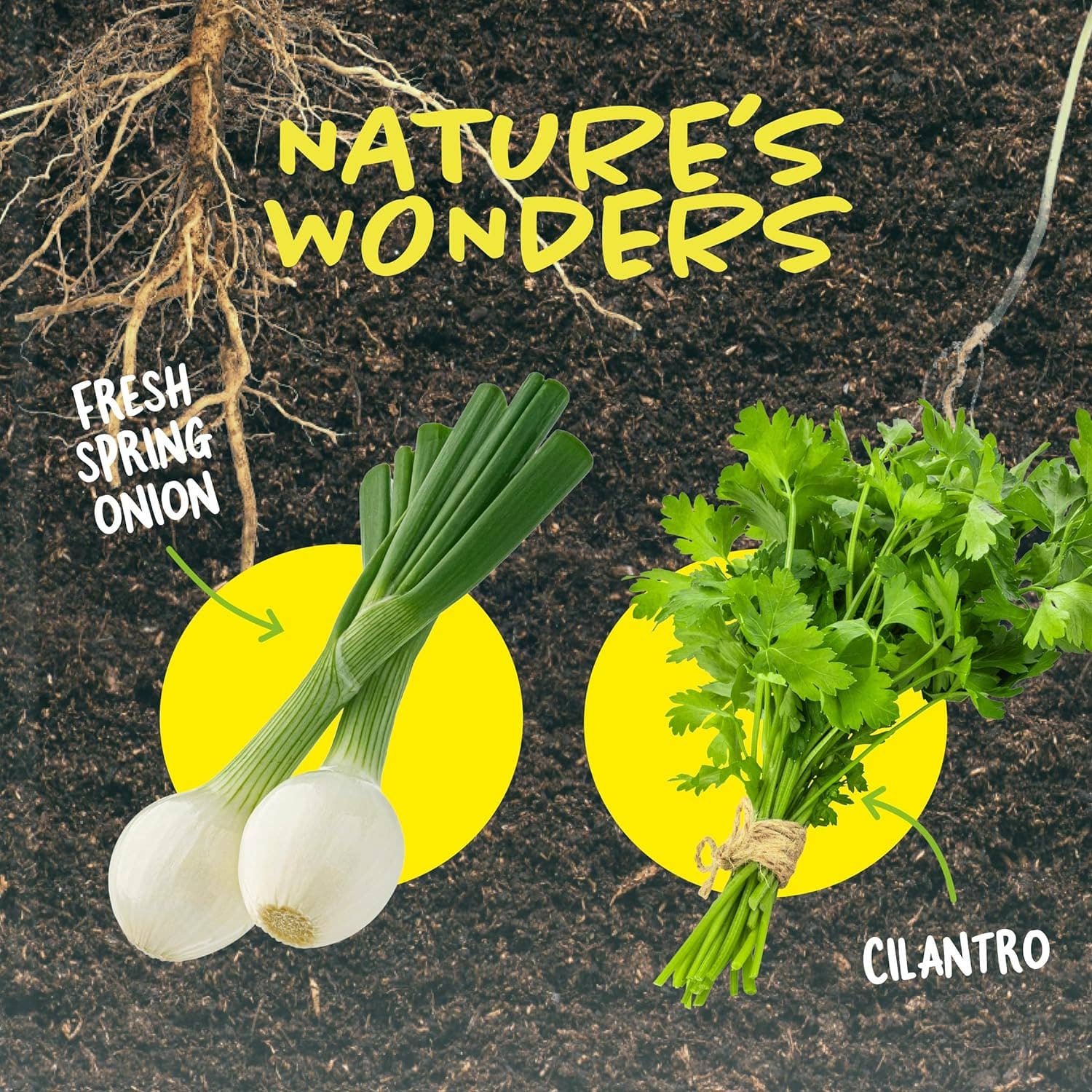 Dan&Darci - Wholesale DIY Craft Kit - Kids - Root Viewer Kit for Kids7