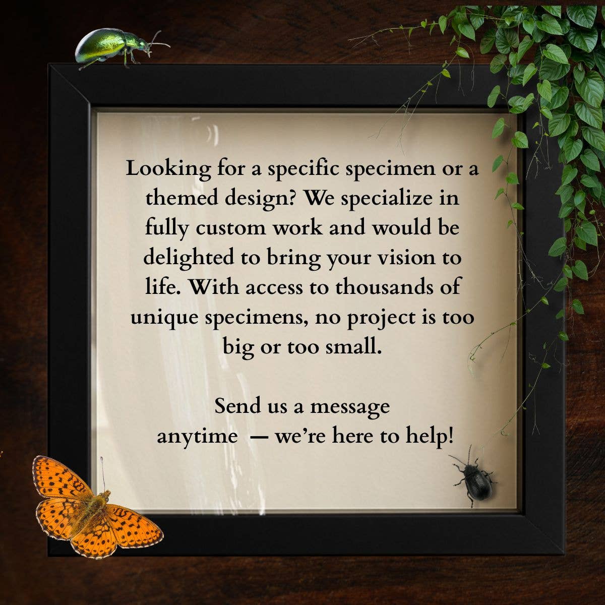 Instar Innovations - Wholesale Decorative Tabletop Object -  Delias Butterflies (Jezebels) Diorama | 6x6x6 Inch 3