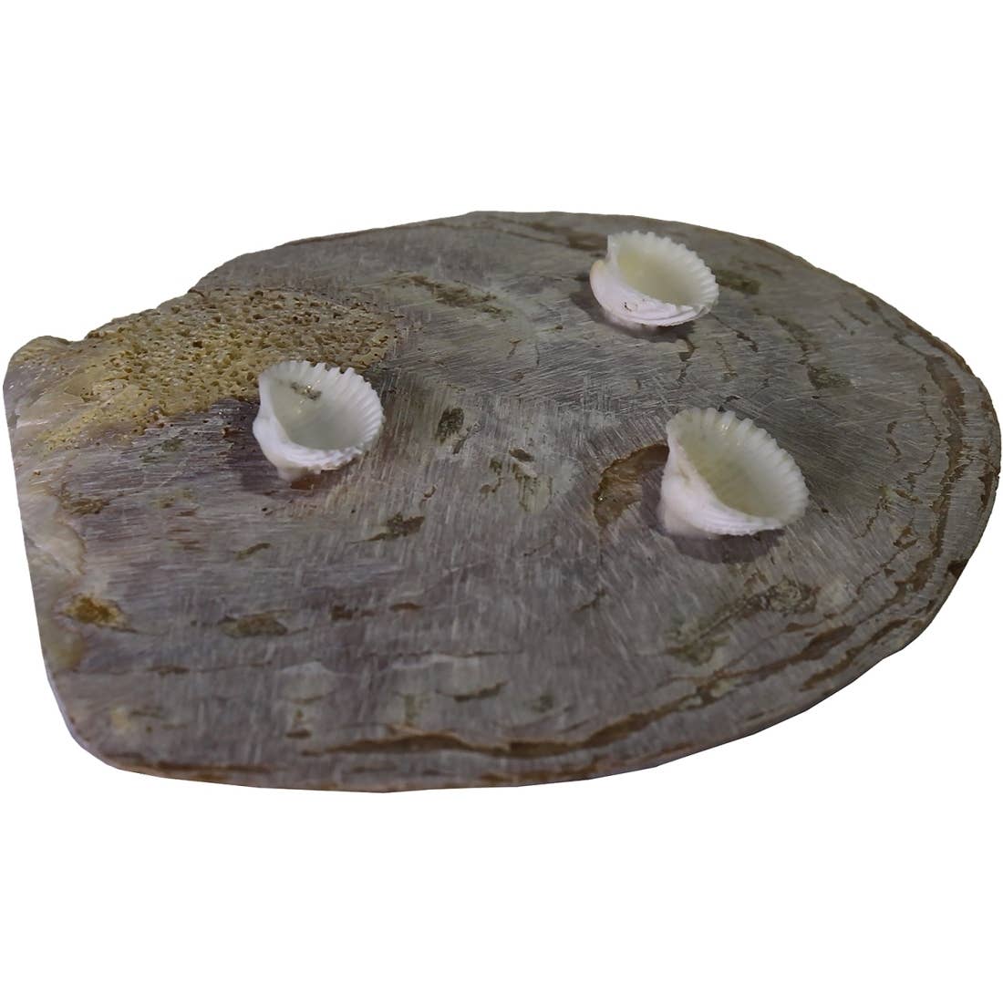 HS Seashells - Wholesale Decorative Plate/Dish/Bowl - Silverlip Pearl Oyster 5-6" Dish w/ Clam Legs3