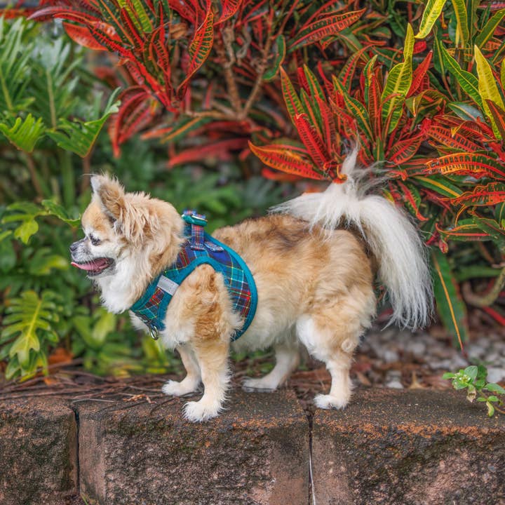 Pettorina per Cani: Pettorina Anti-Tiro | Per Cani e Gatti da XS a Medi | The Hamish: Tartan Scozzese per la vendita all'ingrosso da parte di Dizzy Dog Collars