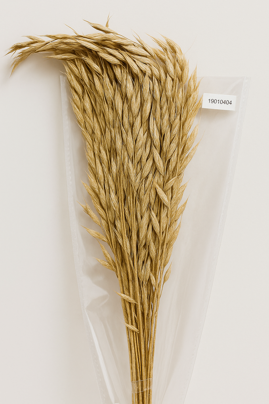 GS Foliage – Engroshandel Tørrede/pressede blomster – Avana dekorativt græs – 1 bundt (konserveret)1