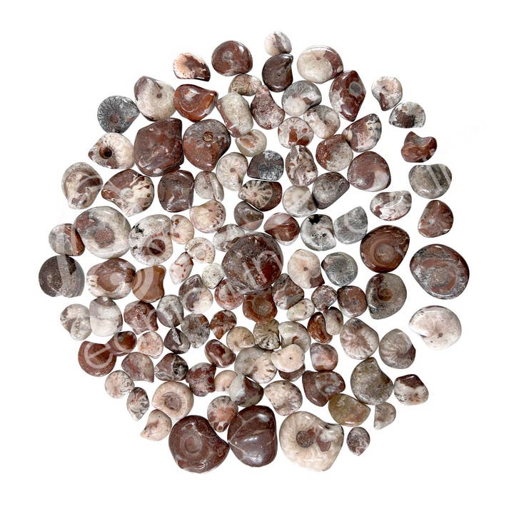 Oceanic Linkways Inc - Wholesale Spiritual Stone/Crystal - (KG)FOSSIL - AMMOLITE POLISHED 0.5-1.5"