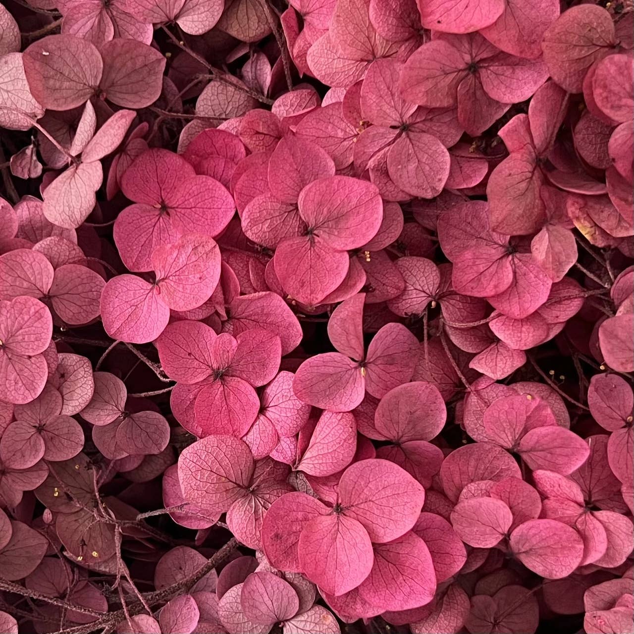 Flowery Work - Wholesale Dried/Pressed Flowers - 30 Colours Preserved & Dried Boxed Hydrangea Flower 30g10