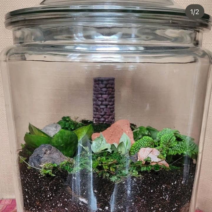 Plantosaurus Rex - Wholesale Terrarium - Large 2 Gallon Terrarium by MKS of Plantosaurus Rex Studios
